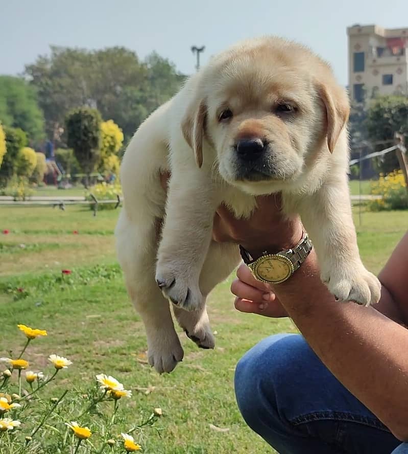 labrador pedigree puppy 03014615555 1