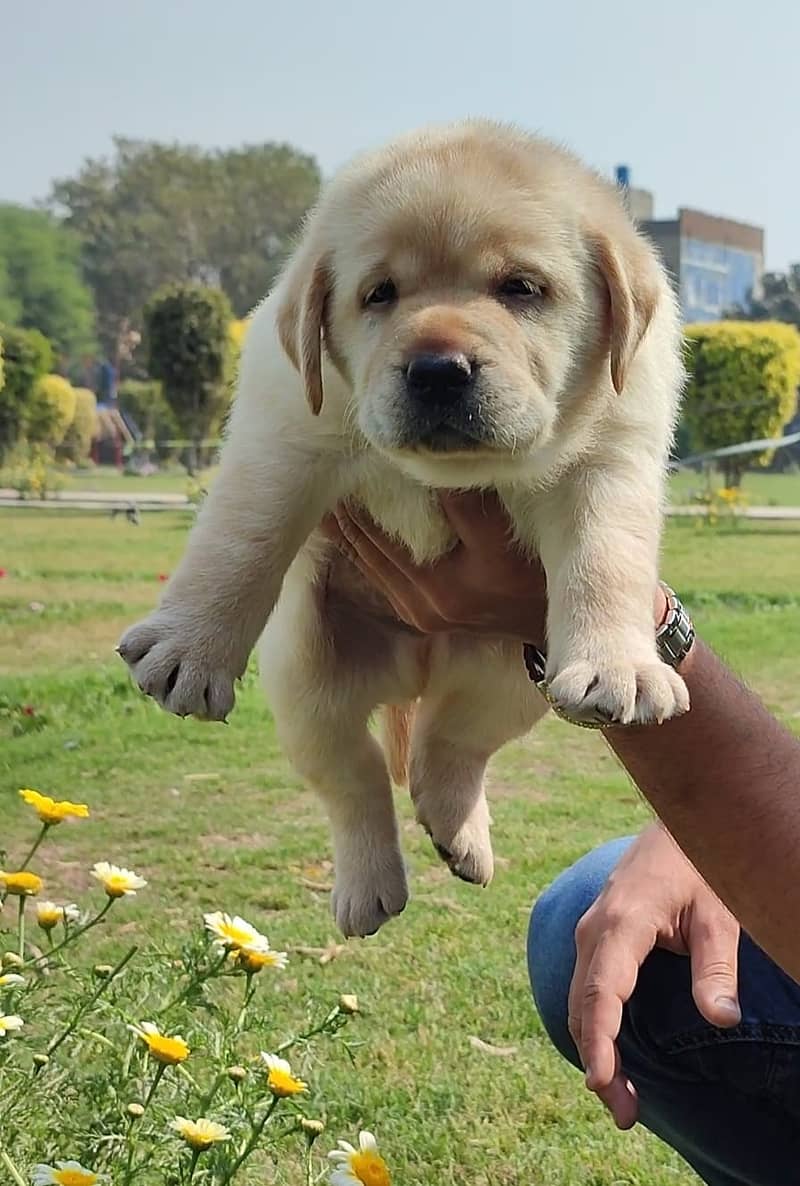 labrador pedigree puppy 03014615555 2