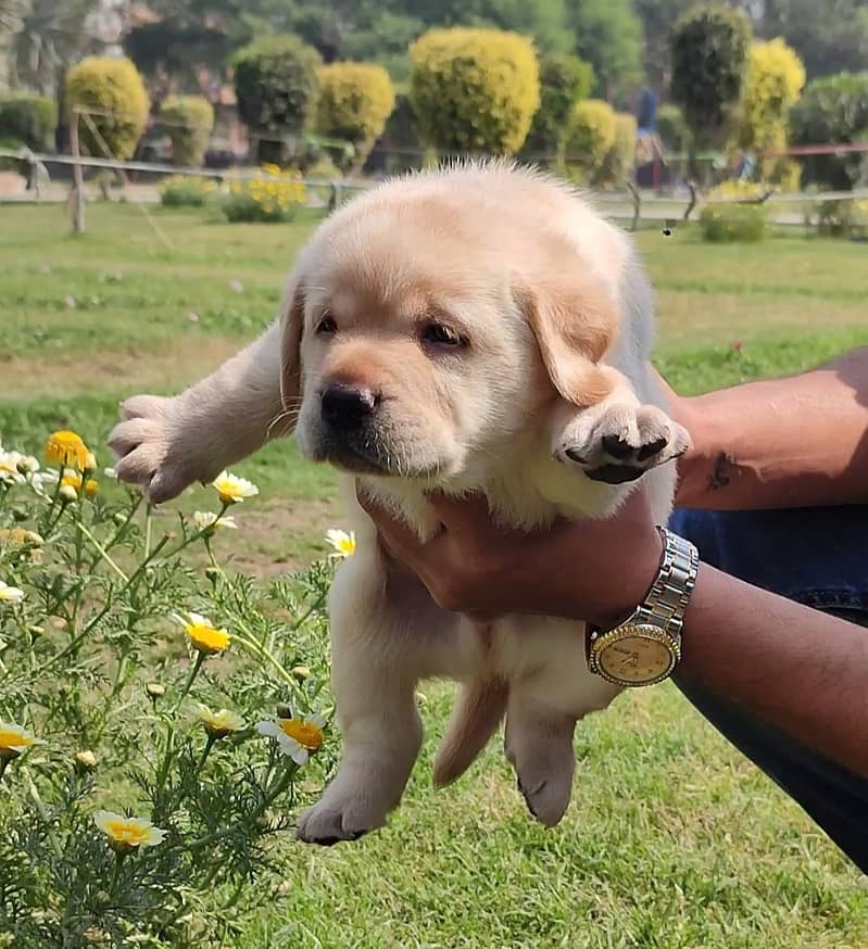 labrador pedigree puppy 03014615555 3