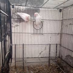 full breeding pair of white Latino lovebird