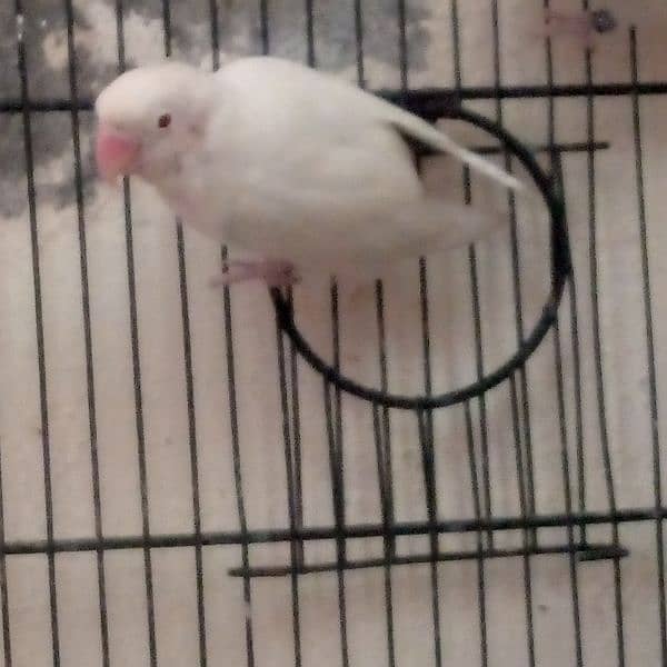 full breeding pair of white Latino lovebird 1