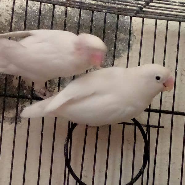 full breeding pair of white Latino lovebird 2