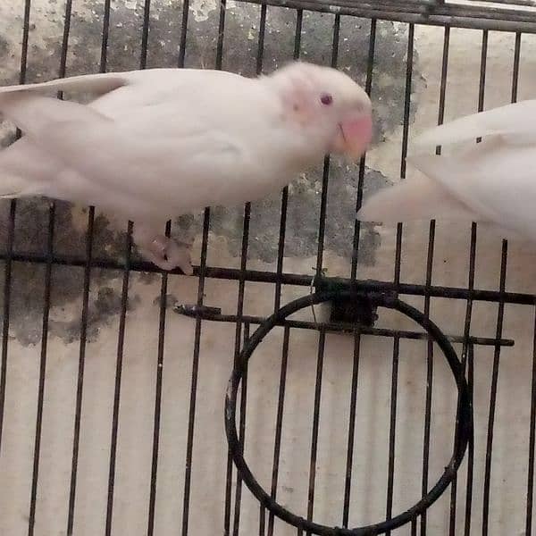 full breeding pair of white Latino lovebird 3