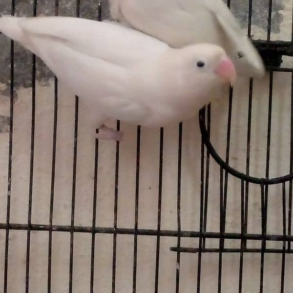 full breeding pair of white Latino lovebird 4