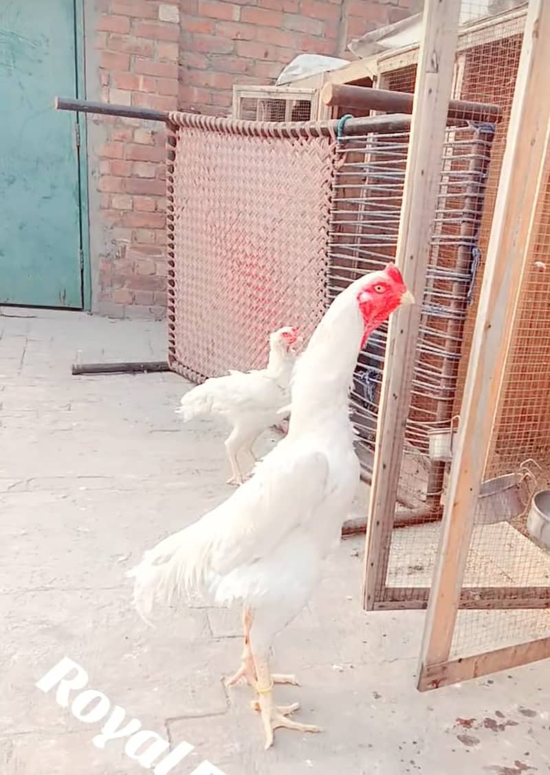 Aseel Heera Shamo /Heera  Aseel /Aseel  hens / king size white shamo 4