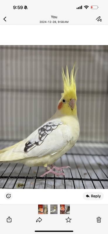 Breeder Cockatiels with history 0