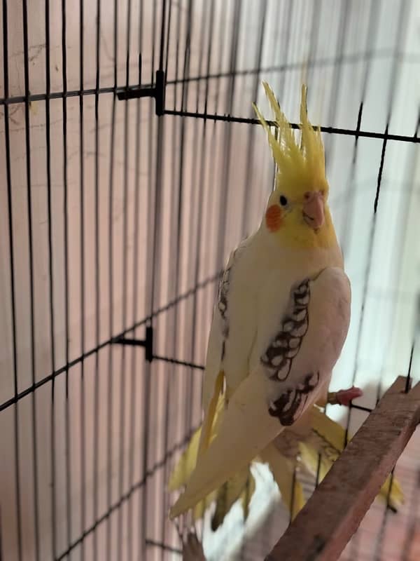 Breeder Cockatiels with history 2