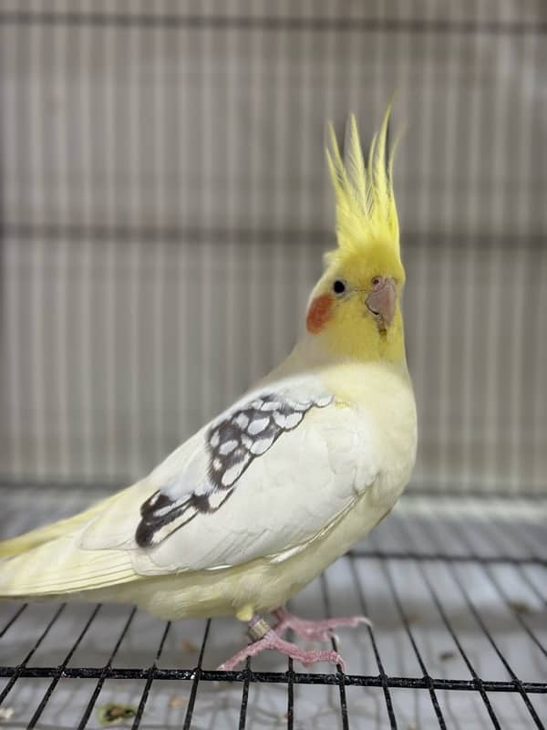 Breeder Cockatiels with history 4