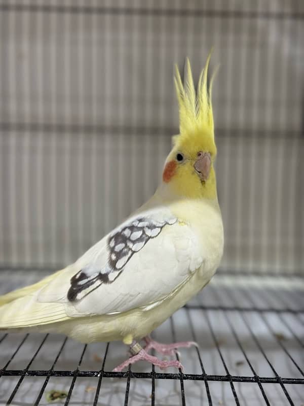 Breeder Cockatiels with history 5