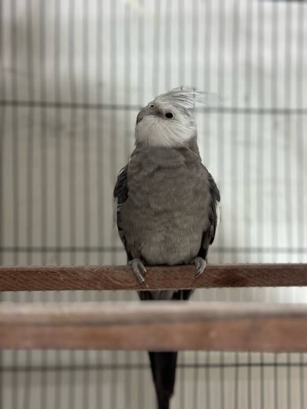 Breeder Cockatiels with history 6