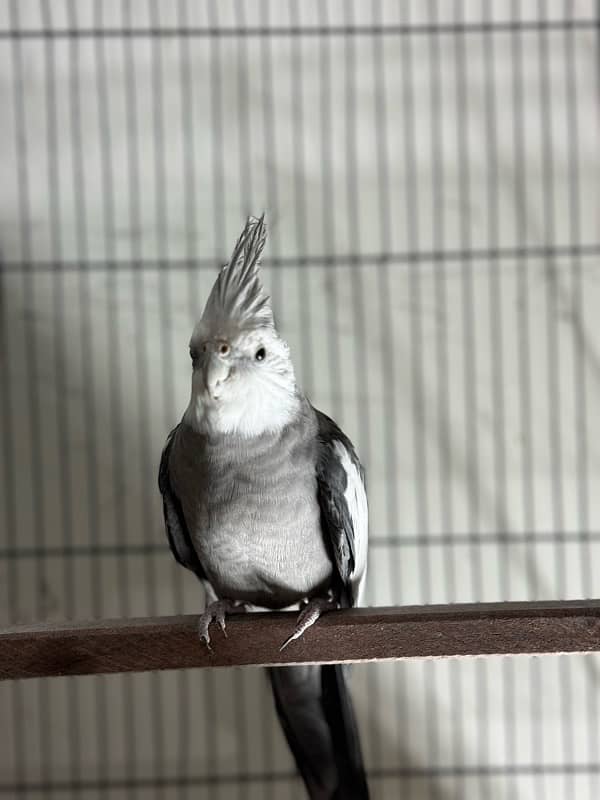 Breeder Cockatiels with history 7