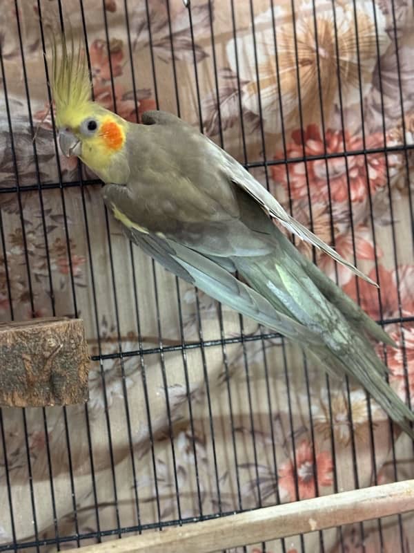 Breeder Cockatiels with history 11