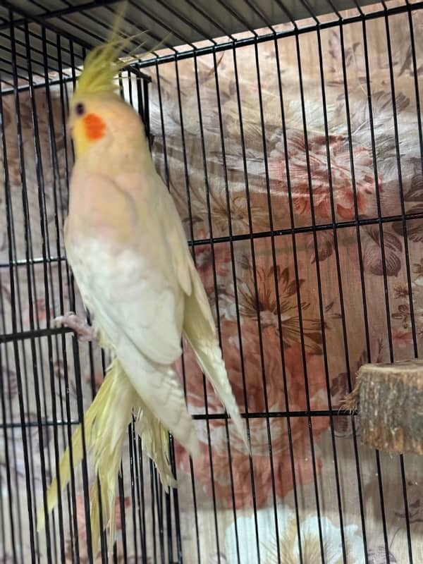 Breeder Cockatiels with history 12