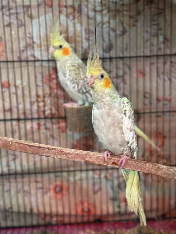 Breeder Cockatiels with history 13