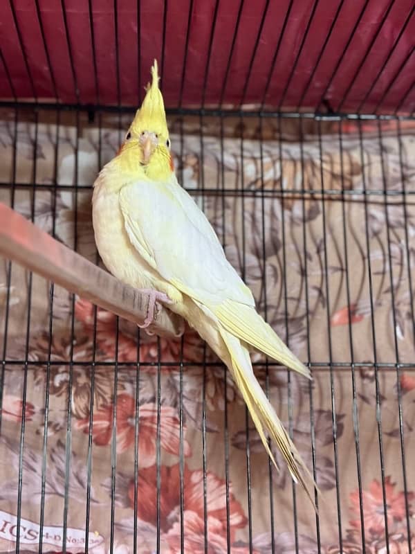 Breeder Cockatiels with history 14