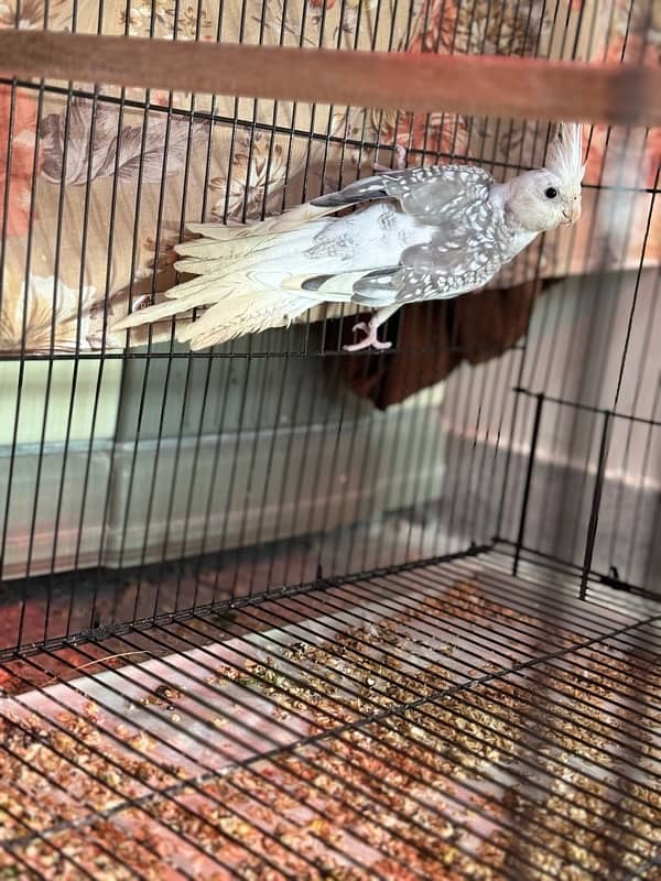 Breeder Cockatiels with history 15