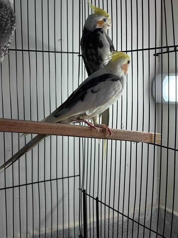 Breeder Cockatiels with history 16