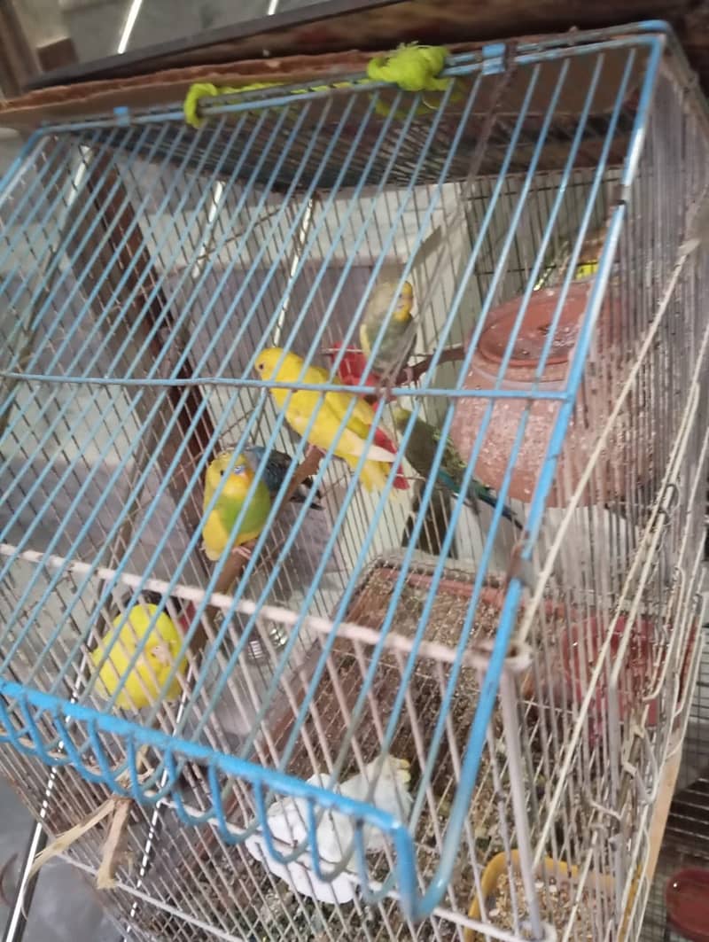 Budgies, 2 pairs, 3 females 6 to 8 months 0