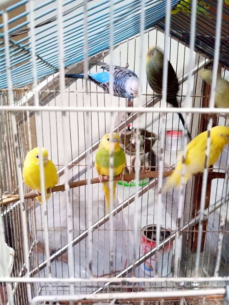 Budgies, 2 pairs, 3 females 6 to 8 months 1