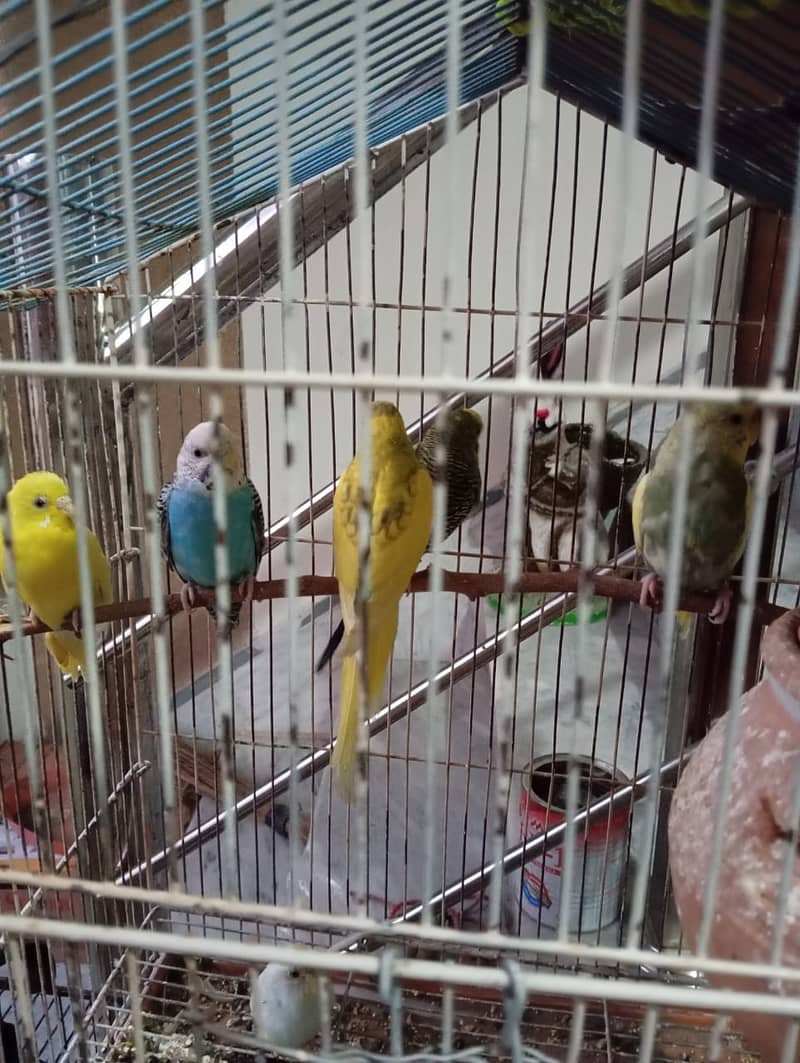 Budgies, 2 pairs, 3 females 6 to 8 months 2