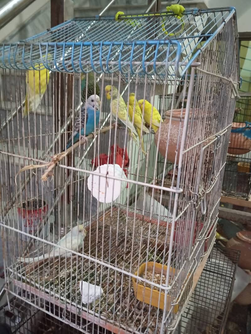 Budgies, 2 pairs, 3 females 6 to 8 months 3