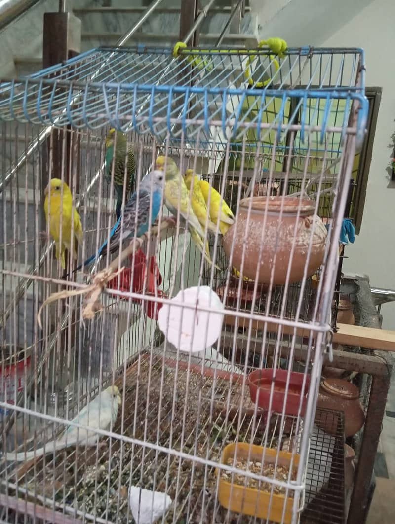 Budgies, 2 pairs, 3 females 6 to 8 months 4