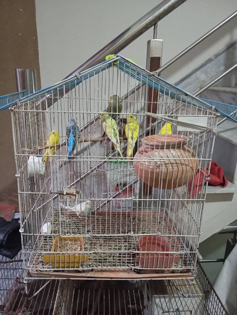 Budgies, 2 pairs, 3 females 6 to 8 months 5