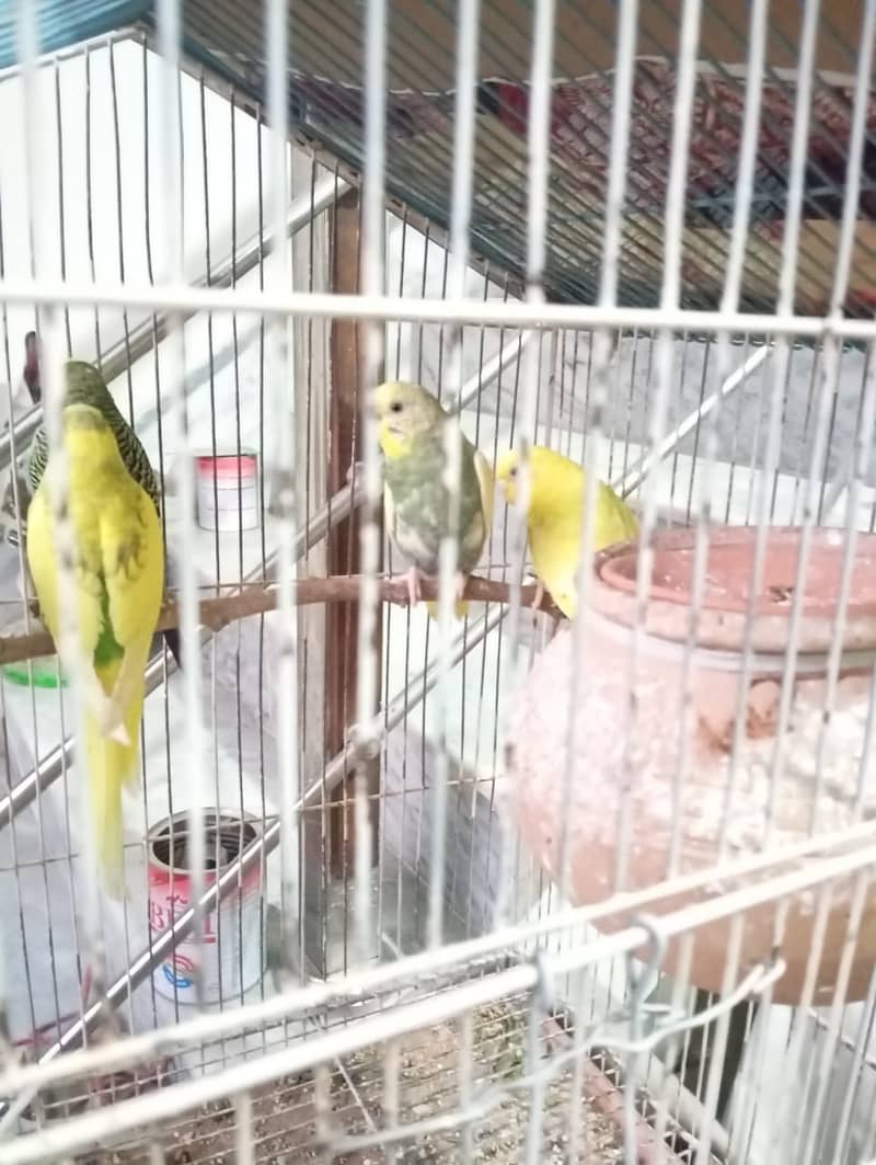 Budgies, 2 pairs, 3 females 6 to 8 months 6