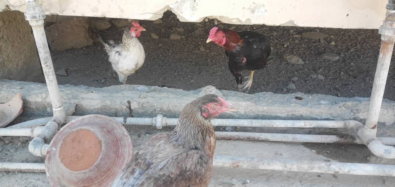 Aseel, Hens and Chicks For Sale 0