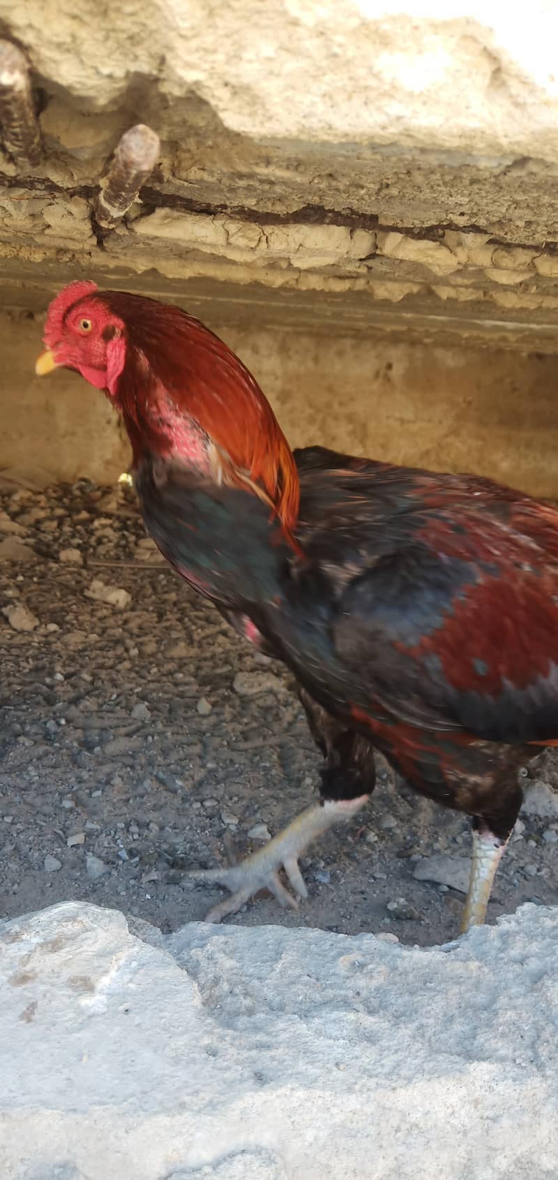 Aseel, Hens and Chicks For Sale 5