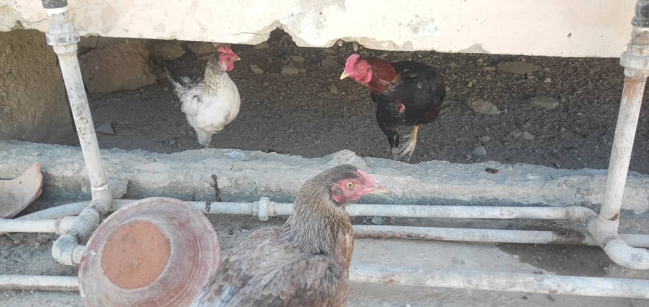 Aseel, Hens and Chicks For Sale 10