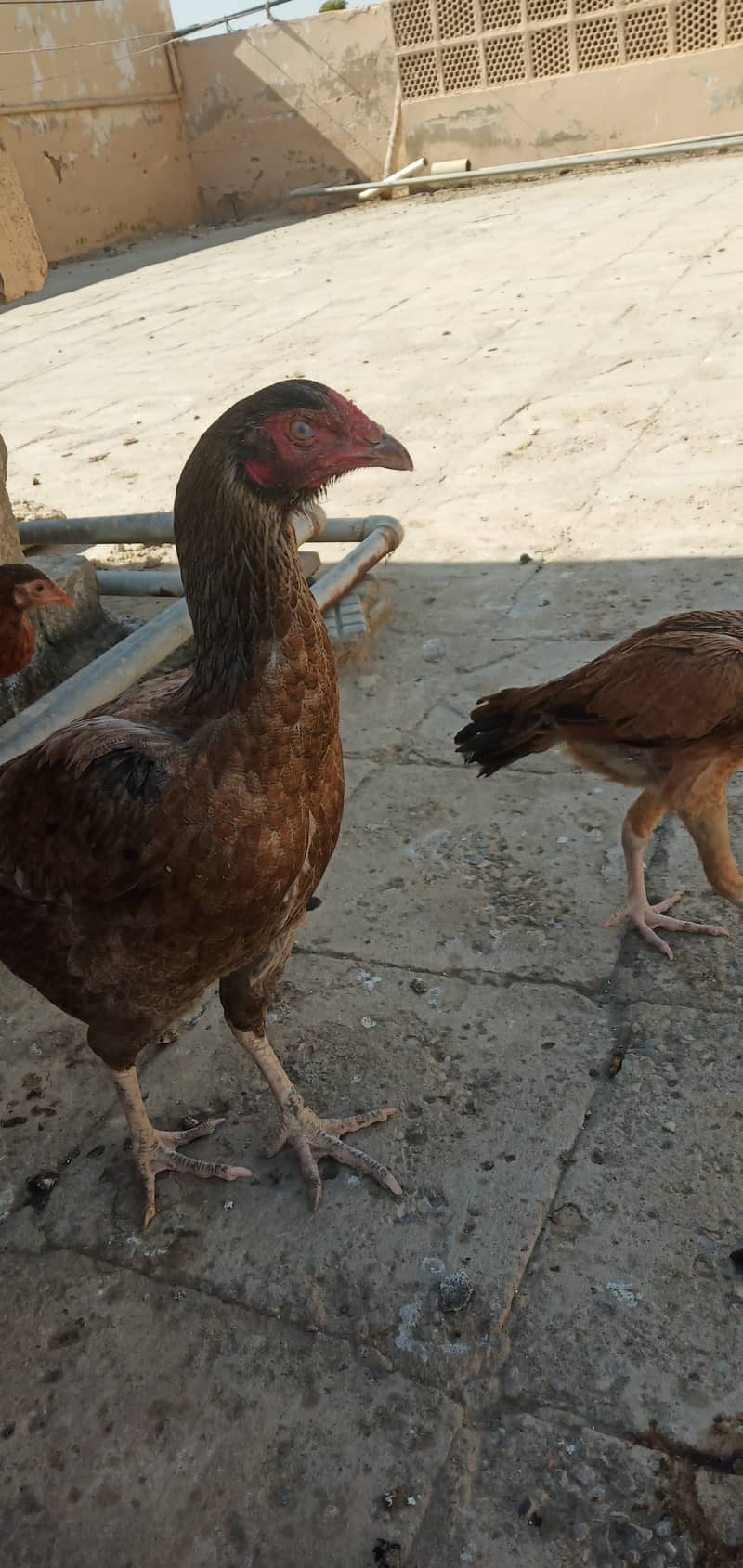 Aseel, Hens and Chicks For Sale 16