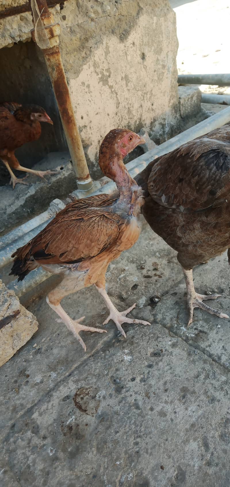 Aseel, Hens and Chicks For Sale 18