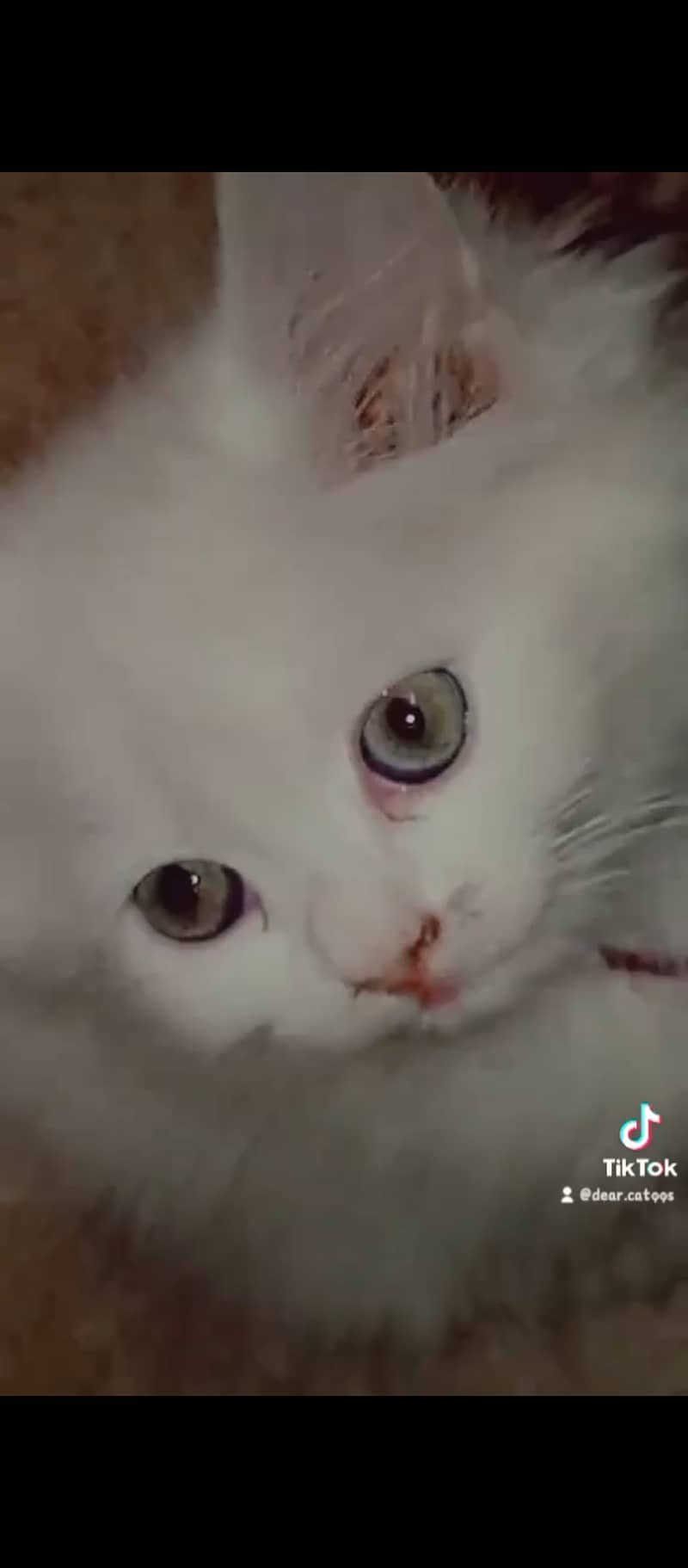 Persian White Hazel Eyes Healthy Kitten for Sale of 5 Months 0