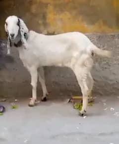 Goat path for sale