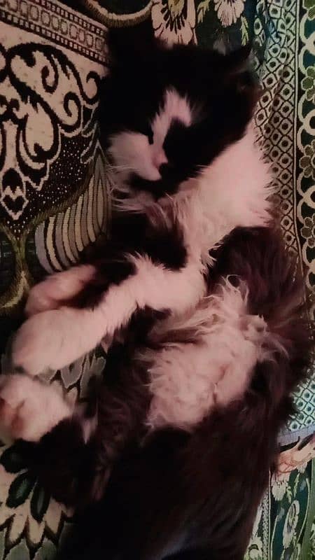 Persian Male cat litter trained 2