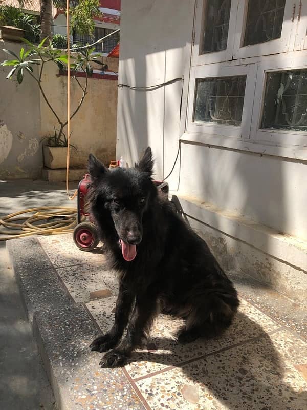 breading female black shepherd 0