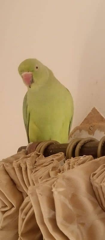 indian ringneck couple 0