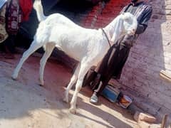 rajanpur female goat