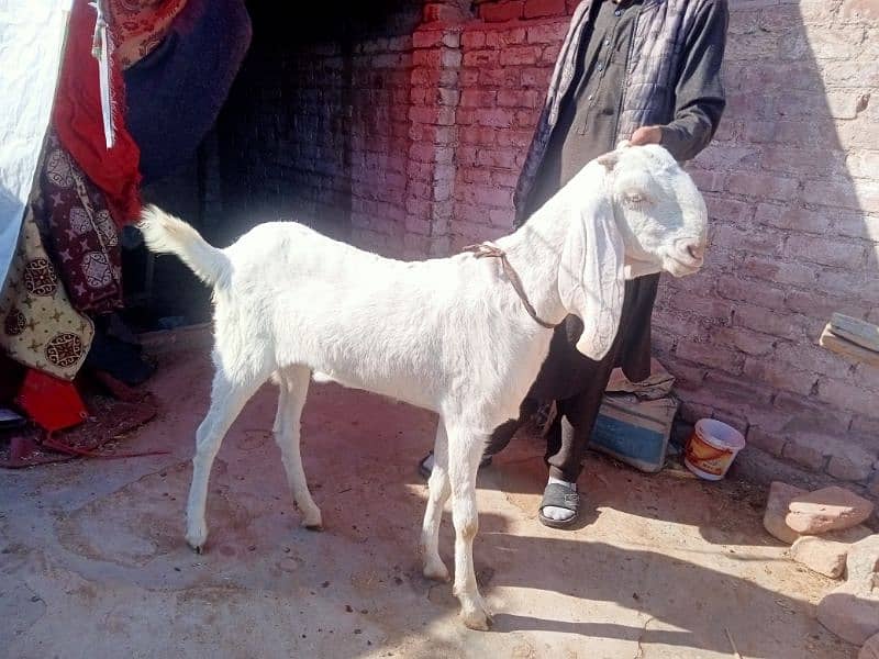 rajanpur female goat 1