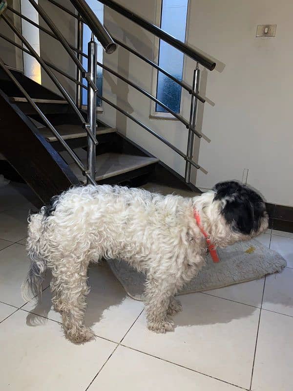 A lovely poodle for sale 1