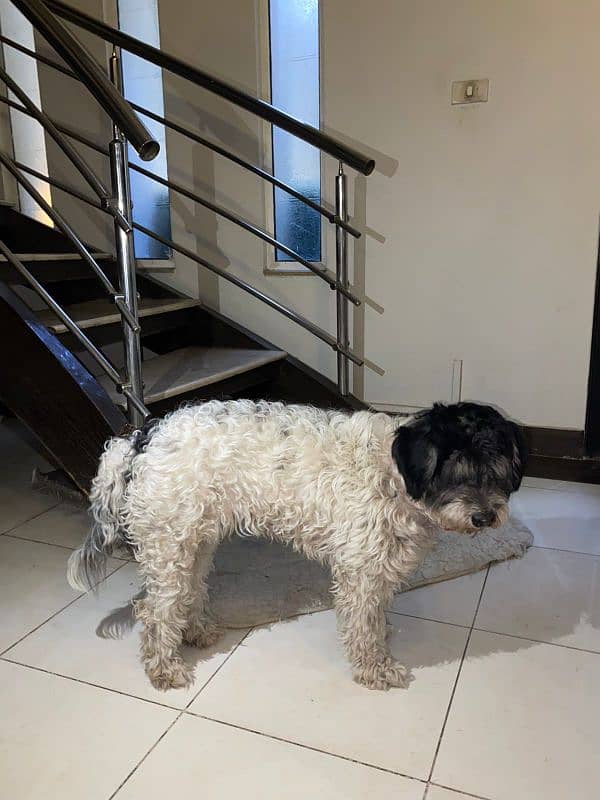 A lovely poodle for sale 2