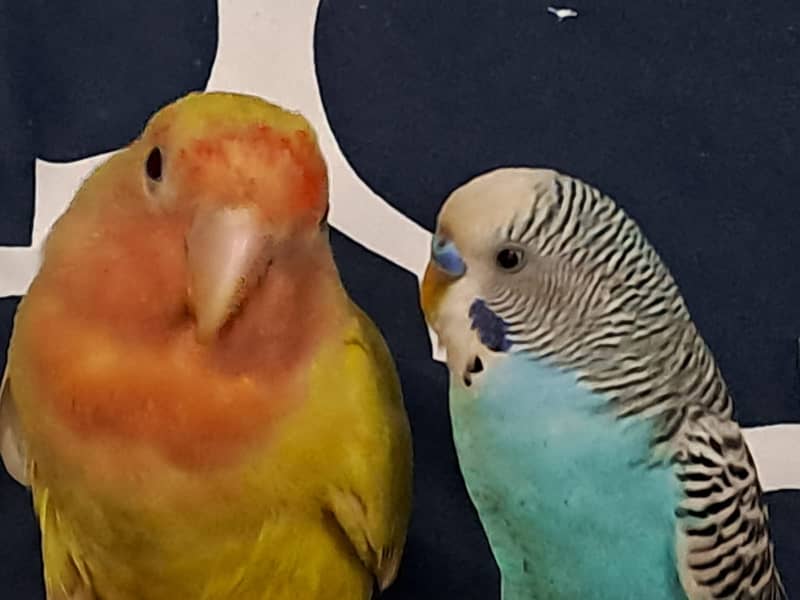 Parrots with Cage for Sale 1