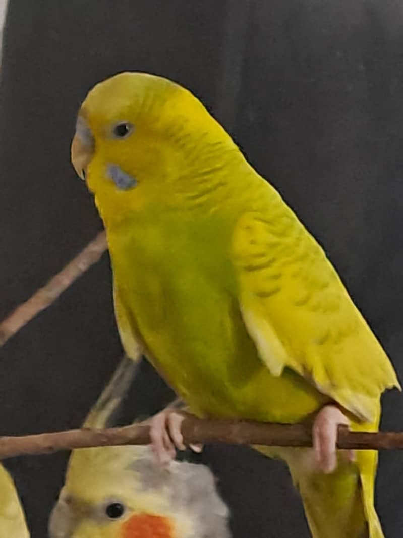 Parrots with Cage for Sale 5