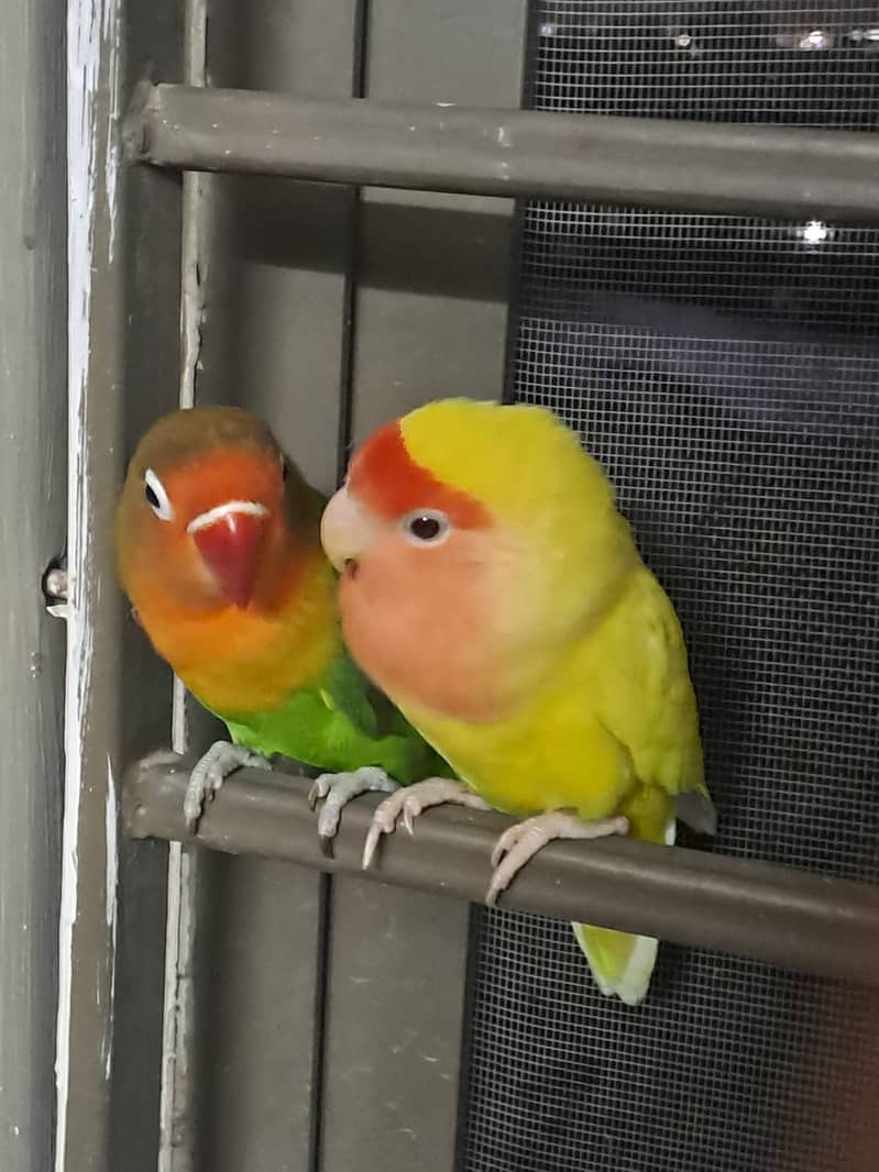 Parrots with Cage for Sale 12