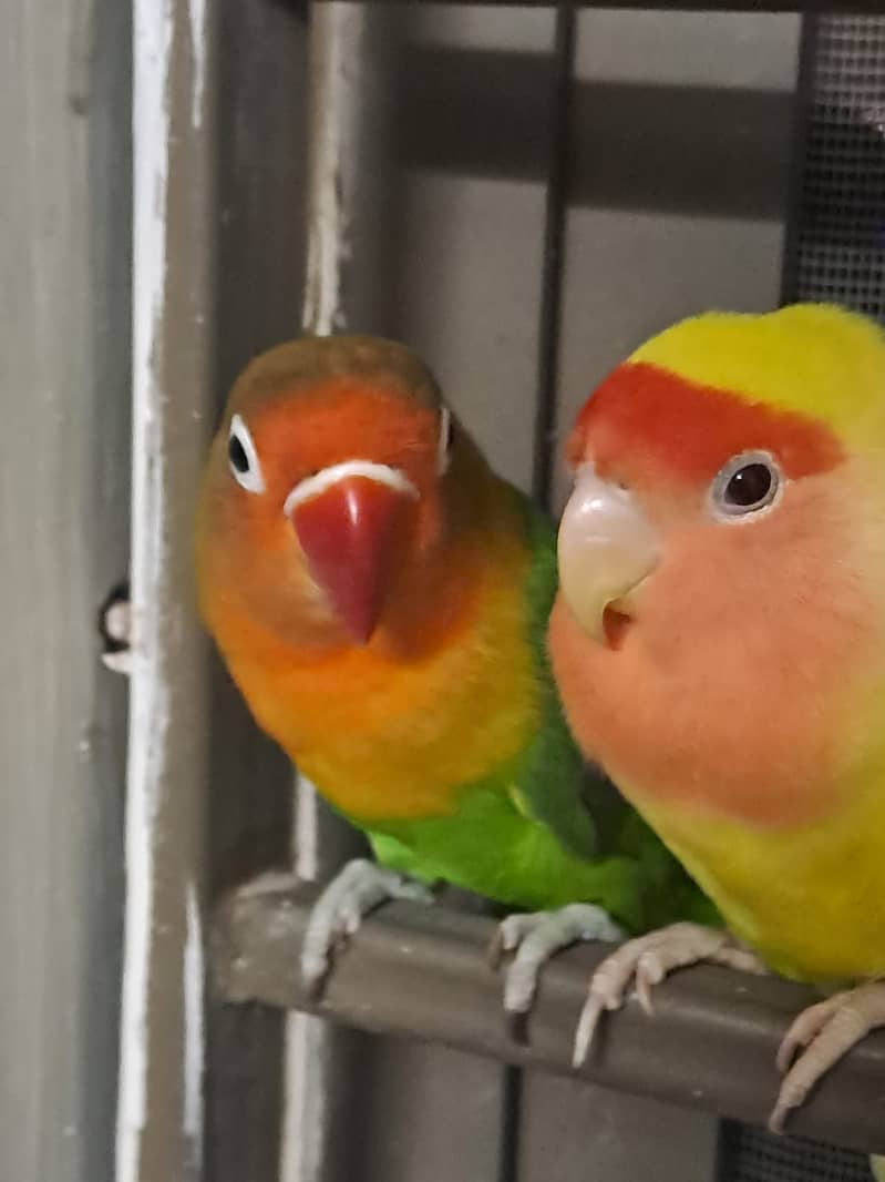 Parrots with Cage for Sale 14