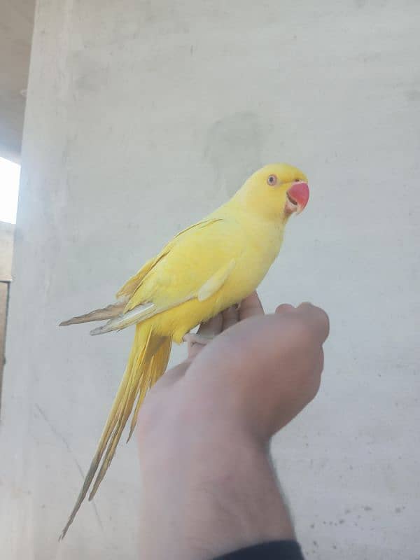 yellow ring neck male for sale 0