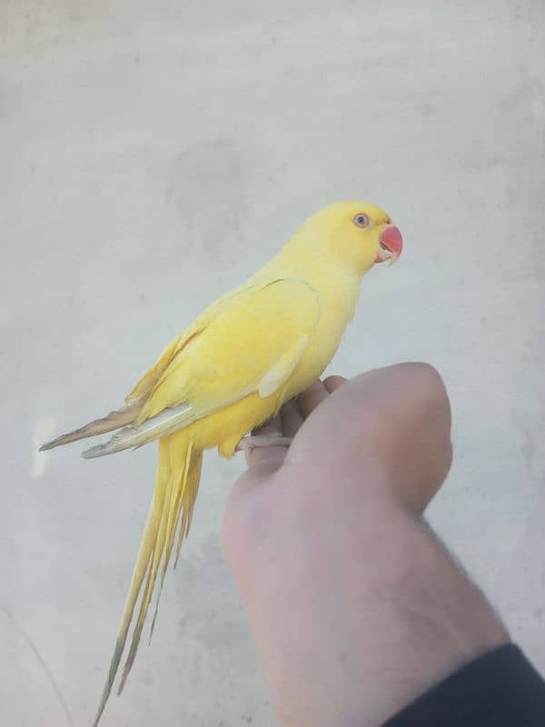 yellow ring neck male for sale 1