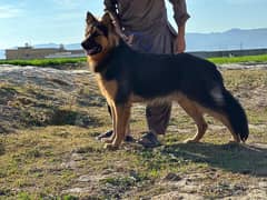 German Shepherd dog (Trained and Vaccinated)