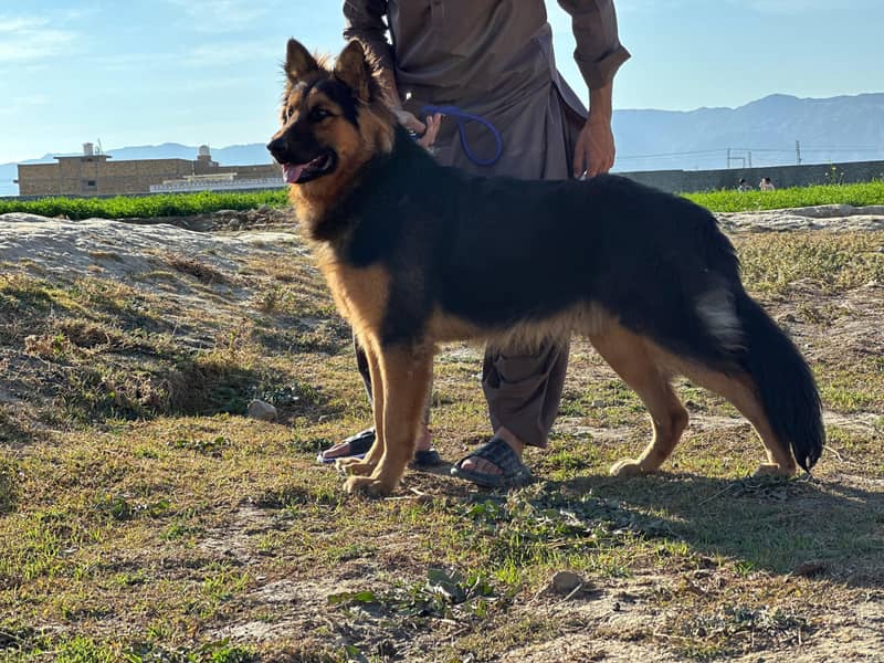 German Shepherd dog (Trained and Vaccinated) 0